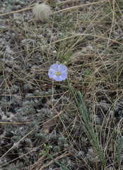 Linum perenne
