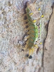Doratifera oxleyi