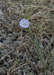 Linum perenne