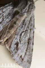 Ichneutica ustistriga