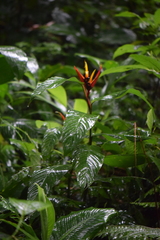 Heliconia mathiasiae