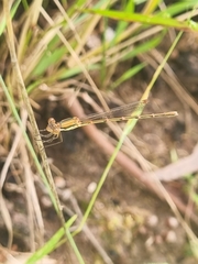 Austrolestes analis