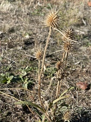 Dipsacus sativus