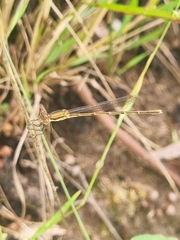 Austrolestes analis