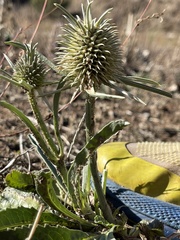 Dipsacus sativus