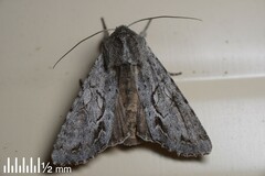Ichneutica ustistriga