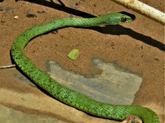 Philothamnus semivariegatus