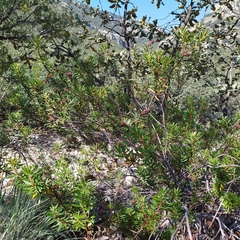 Comarostaphylis polifolia