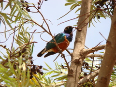 Lamprotornis superbus