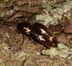 Dircaea liturata