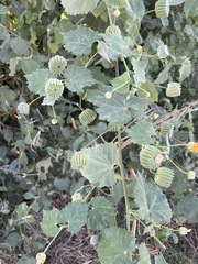 Abutilon indicum