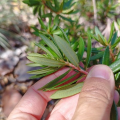 Comarostaphylis polifolia