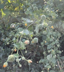 Abutilon indicum