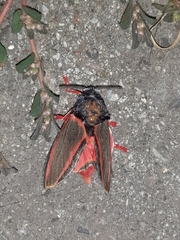 Edebessa circumcincta