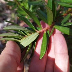 Comarostaphylis polifolia