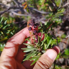 Comarostaphylis polifolia