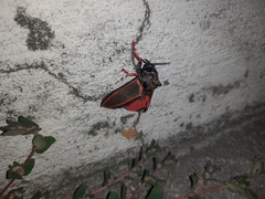 Edebessa circumcincta