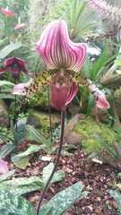 Paphiopedilum