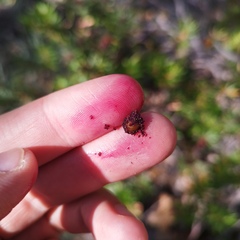 Comarostaphylis polifolia