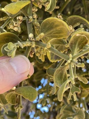 Phoradendron villosum