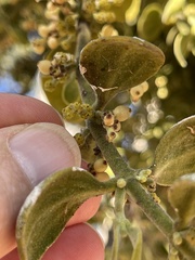 Phoradendron villosum