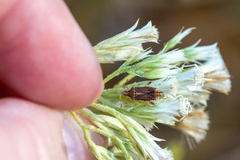 Harmostes fraterculus