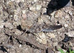 Trimerotropis cyaneipennis