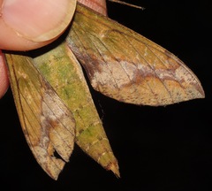 Xylophanes chiron