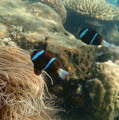 Amphiprion akindynos