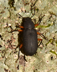 Haplandrus fulvipes