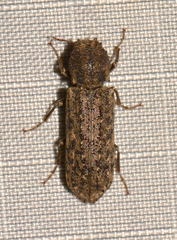 Lichenophanes bicornis