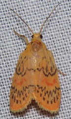 Barsinella mirabilis