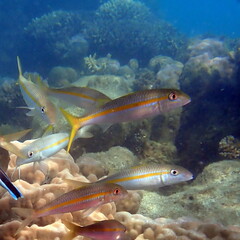 Mulloidichthys vanicolensis