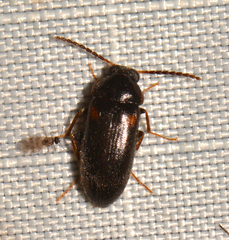 Mycetochara