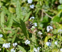 Graphium macleayanus