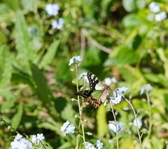 Graphium macleayanus