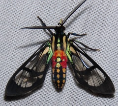 Poecilosoma eone