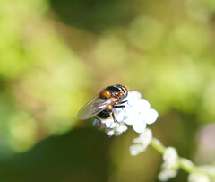 Cyphipelta rufocyanea