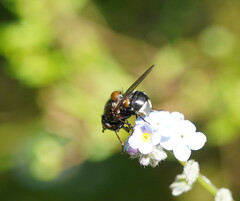 Cyphipelta rufocyanea