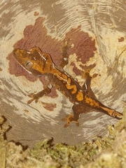 Correlophus ciliatus