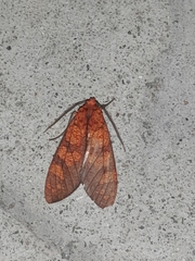 Elysius