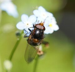 Cyphipelta rufocyanea