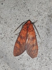 Elysius