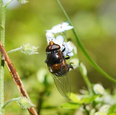 Cyphipelta rufocyanea