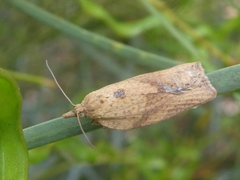 Epiphyas postvittana