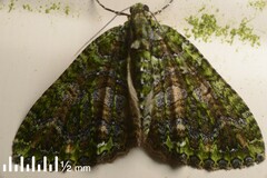 Austrocidaria similata