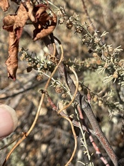 Neogaerrhinum strictum