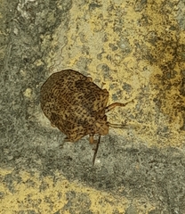 Pachycorinae