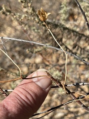 Neogaerrhinum strictum