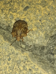 Pachycorinae